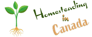 Homesteading in Canada - seedling
