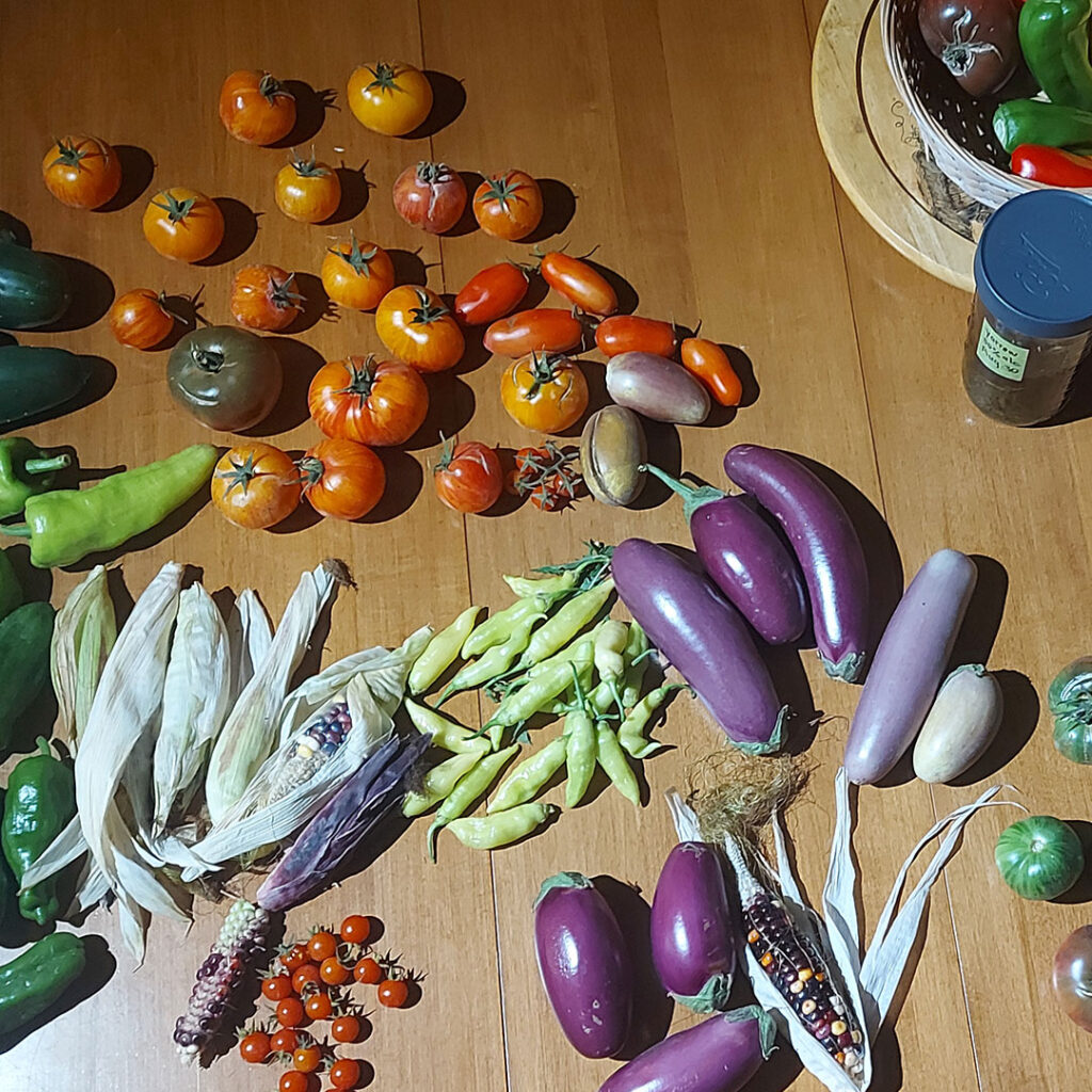 final harvest from garden 2024 Milk & Honey Homestead
