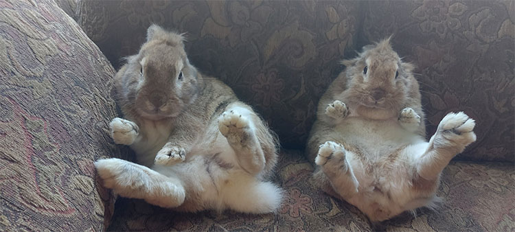 two bunnies sitting on a couch