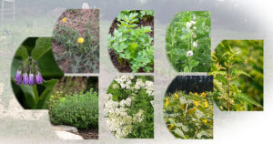 images of 8 medicinal herbs to grow in Canada