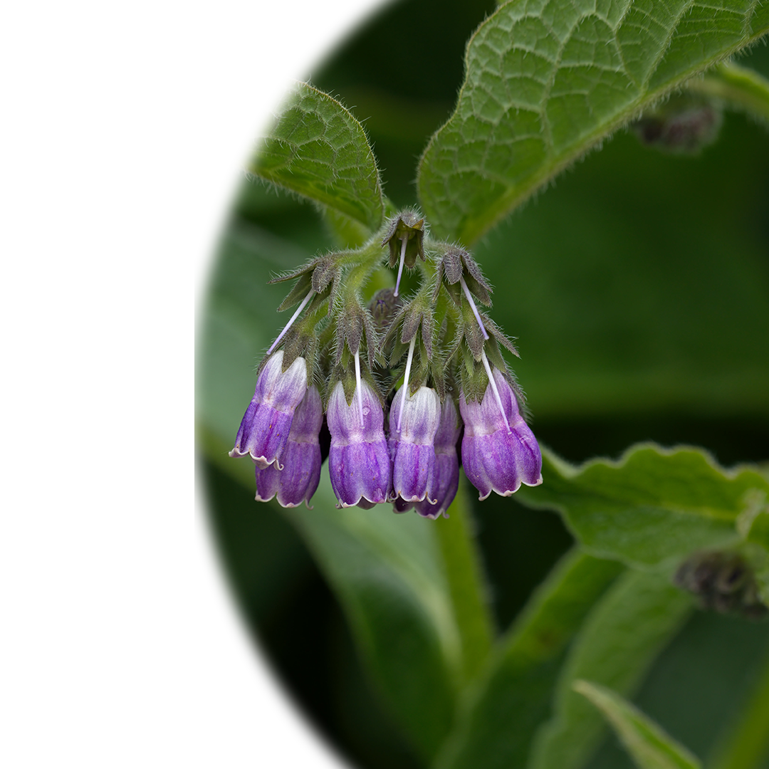 picture of comfrey plant with blooming flowers