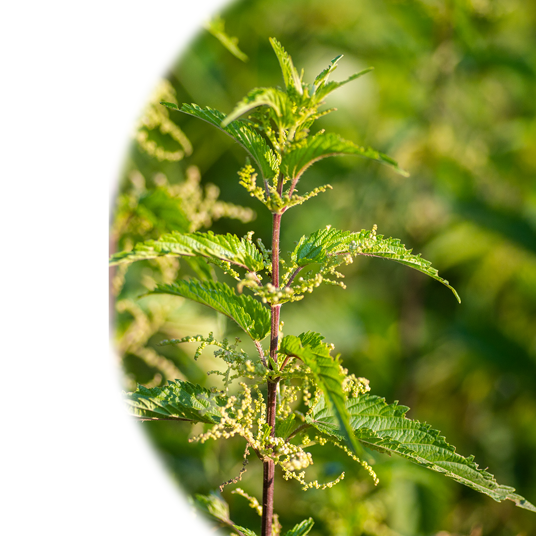Stinging Nettle Plant