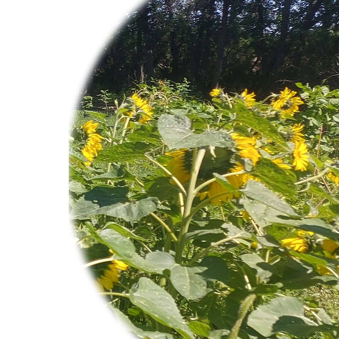 patch of sunflower plants