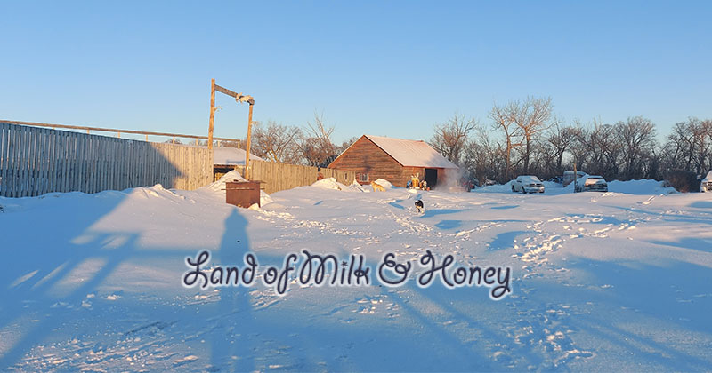 photo of homestead; cattle barn entrance and shop in the winter "Land of Milk & Honey"