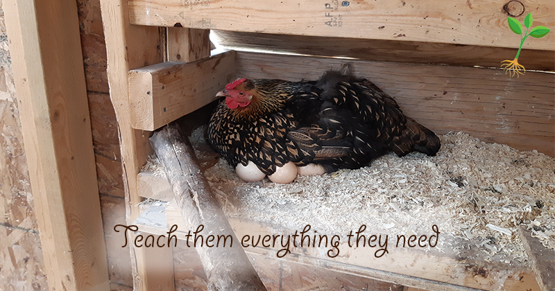 hen sitting on eggs "teach them everything they need"
