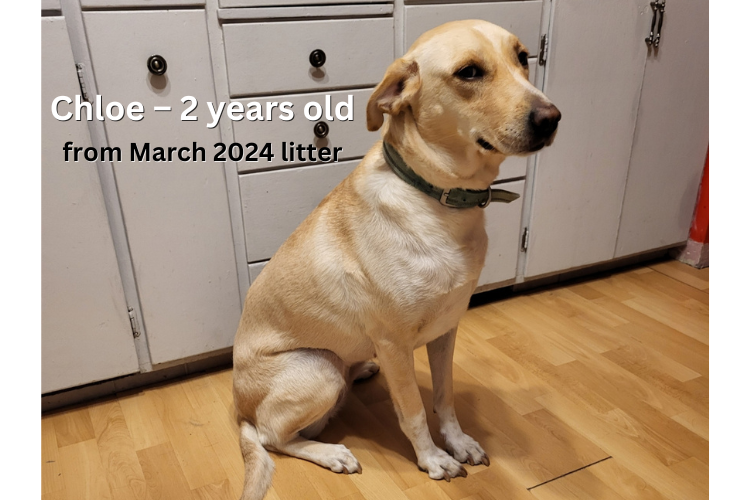 2 year old labXborder collie sitting pretty (mostly looks like a lab)
