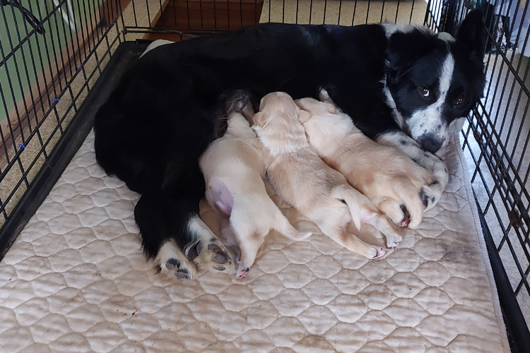dog nursing litter of puppies