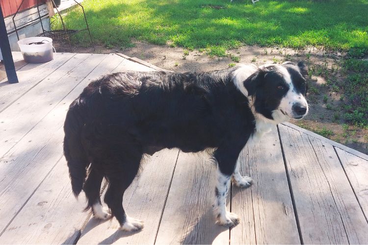 border collie dog on porch in summer