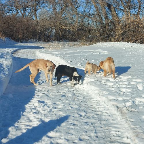 Dogs on the homestead winter