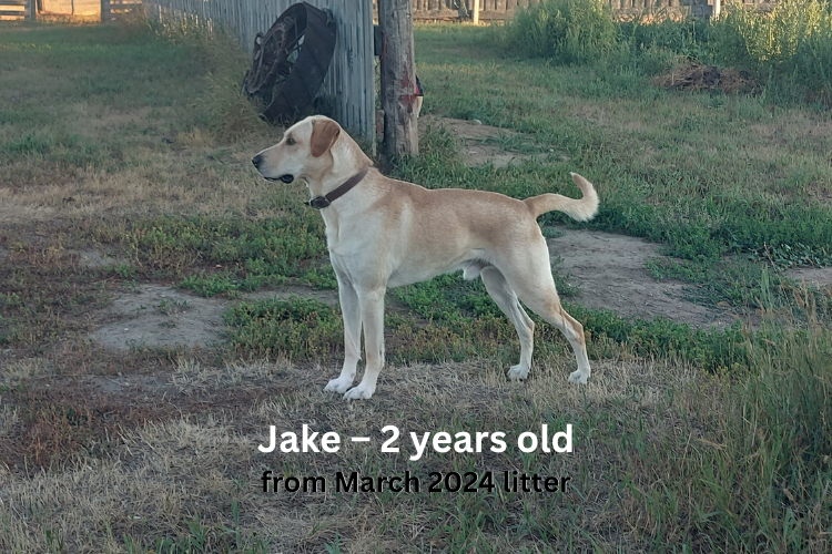 2 year old dog - Lab x Border Collie - mostly looks like Lab.