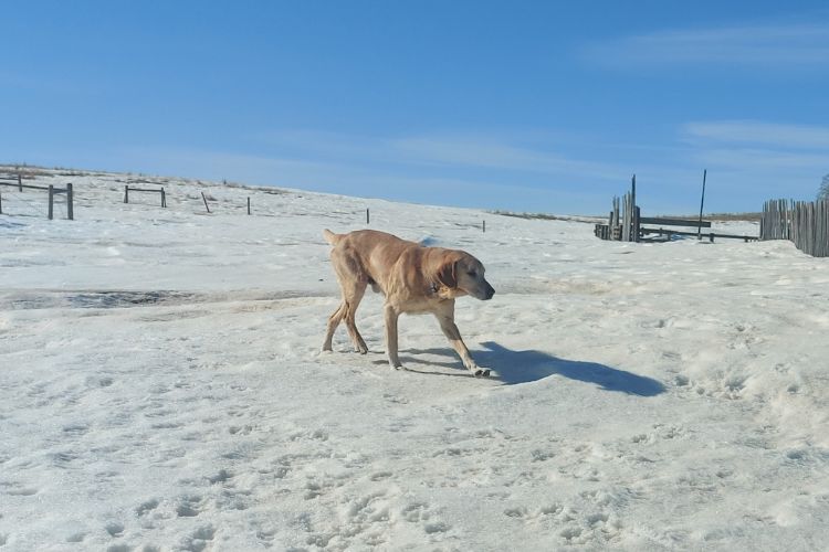dog walking over snowy land