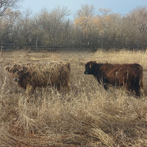 two Highland cows in a grassy fenced pasture