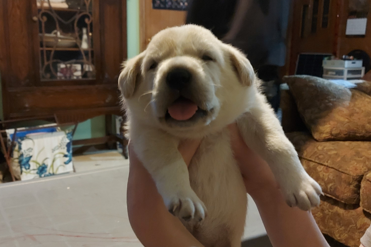 young puppy held in hands