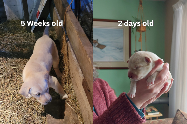 comparison picture of a puppy at 5 weeks old and 2 days old
