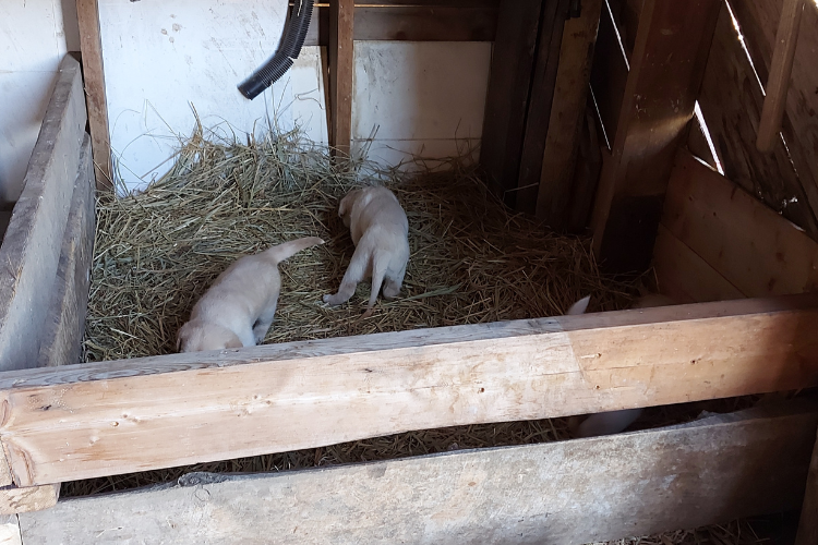 pen in corner of barn for puppies