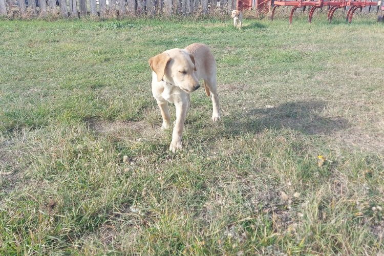 Borador Puppy - 2026 Litter