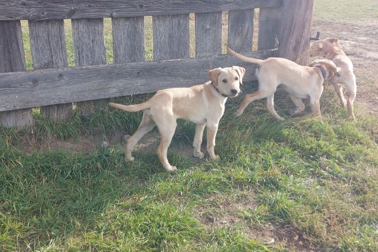 Borador puppies - 2026 Litter