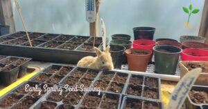 greenhouse in spring seedlings with a bunny in the middle
