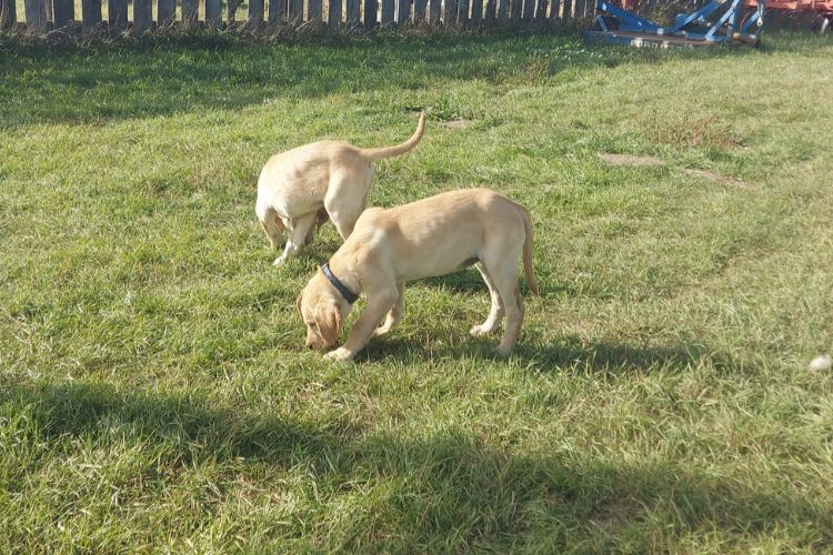 Borador Puppies - 2026 Litter