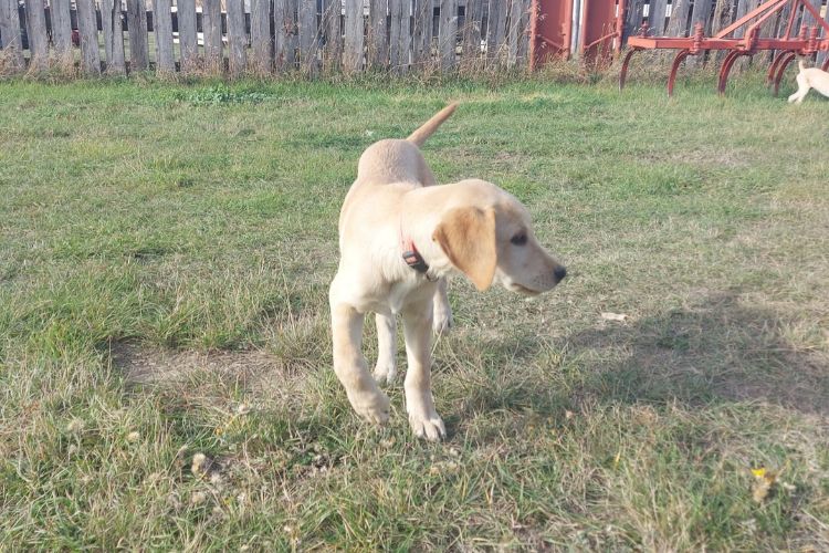 Borador puppy - July 2026 litter