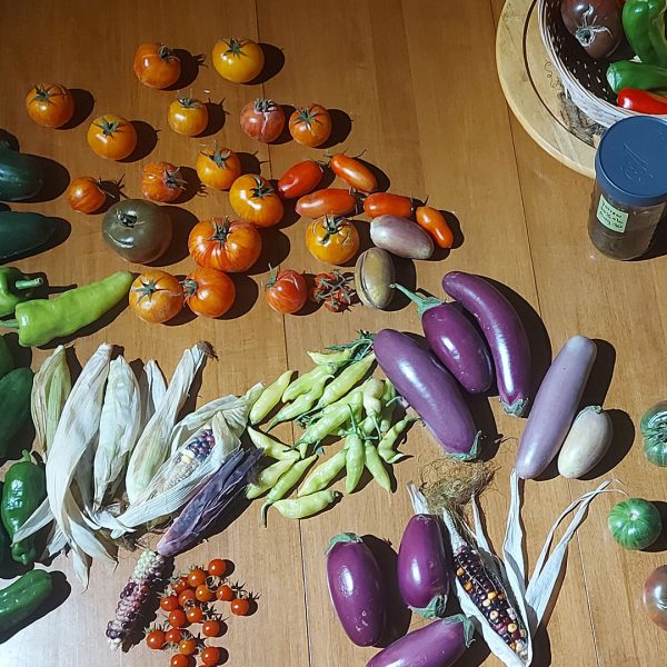 final harvest from garden 2024 Milk & Honey Homestead